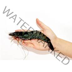 바르닷 자연산 블랙타이거새우(냉동) 500g 1팩 소/중/대/특대 캠핑용 구이용 10~20미, 블랙타이거 새우(소) 20미