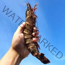 자연산 프리미엄 킹타이거새우 1kg 크기별 엄청 캠핑 큰새우 찜 블랙타이거 대왕 새우구이, 킹타이거 7-8미 1kg(버터2개)