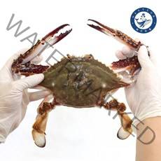[해선유통] 꽃게 4kg (12미 내외) 냉동 숫꽃게 (300/400), 1박스
