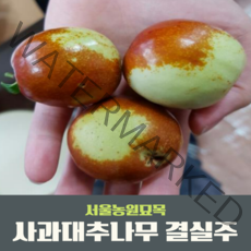 서울농원묘목/대추나무묘목 2년생 3년생 R2점 R3점 사과대추 왕대추 복조 3점 분묘 결실주, 사과대추 2년생 분묘