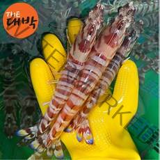 살아있는 활 보리새우 오도리 자연산 생새우, 활 보리새우(오도리) 중 10마리