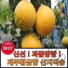 제주황금향추석선물세트 선물용가정용 3kg 5kg 판매자직송, 1박스, 4.황금향3kg 로얄과(선물세트)