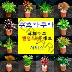 키우기쉬운 초보자용 랜덤포트수초 4종 6종 세트 + 서비스, 4종+모스볼