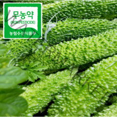 생여주 2022 월출산자락 땅끝 햇 여주 5kg 10kg, 생여주 5kg