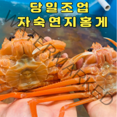 [당일조업] 중간유통 NO 산지직송 동해바다 청정해역 자숙 고급홍게 3kg (10~12마리)