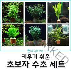초보자용 포트 수초세트 (랜덤 3포트)