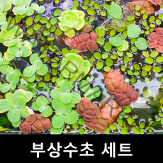 [수초몰] 부상수초 랜덤세트, 부상수초 3종세트 (약10촉)