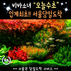 [비바소녀] 서울지역 오늘주문 오늘도착 수초세트 모음 / 생이새우 구피 미니어항 초보자 입문자, 1.애란, 17.새우선택안함
