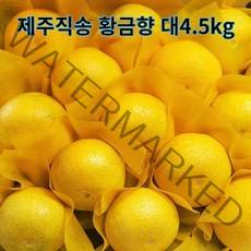 제주직송 만감류 황금향 선물용 대4.5kg / 추석선물세트 여름귤 제주황금향 제주명품과일, 4.5kg(19~25과)