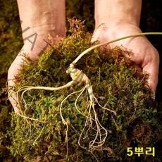 산양삼 야생 산양 산삼 자연산 야생삼 장뇌삼 산삼주 산양삼먹는법 효능 5년근 6년근 정품 품격있는 선물세트, 1set, 5뿌리