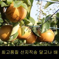 고씨네 프리미엄 배5kg 배즙 과일배 배효능 사과배 배, 단품