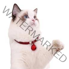 예보들 고양이 방울 목걸이, 레드