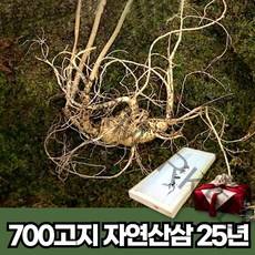 봉화 자연산 산삼 25년근 1뿌리 자연 야생 산삼
