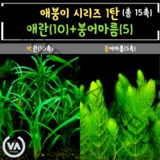 [비바소녀] 1탄 애붕이시리즈(애란10촉+붕어5촉)+서비스 초보수초/어항수초/전경수초