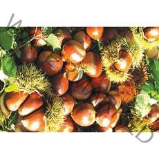 공주 밤 (햇 정안)밤 (특/대) 2kg 4kg 6kg 8kg, 대/4kg
