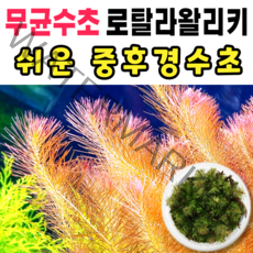 [수초스토어] 무균 로탈라왈리키 수초 컵 조직배양 / 구피 새우 어항 검역 쉬운 키우기 예쁜 은신처 전경 중경 후경 초보 자연 풍성한 흑사 무이탄 치어 베타 열대어