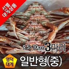 영덕대게 일반형 중(9.5cm~10cm) 3마리 생물