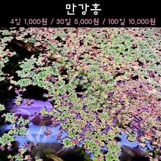 [수초아쿠아] 만강홍 초보수초 인기수초 구피 새우 은신처 어항수초 수초맛집 득템수초 부상수초, 30잎