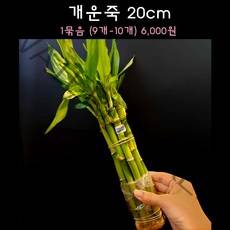 [수초아쿠아] 개운죽 20cm (9개~10개) 초보수초 인기수초 구피 새우 은신처 어항수초 수초맛집 득템수초