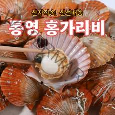 산지직송 통영 홍가리비 조개찜 조개구이, 통영 홍가리비 5kg