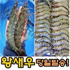 블랙 타이거 새우 킹 타이거 새우 캠핑 새우 왕새우 1kg(16마리), 블랙타이거 새우 대 1kg(16마리)