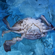 푸마담 꽃게 암게 숫게 제철 서해안 1kg 2kg 3kg, 2.급냉 암게 2kg(2-4미)