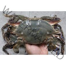 서천 생물 꽃게 1kg 가을 암꽃게 숫꽃게