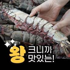 자연산 킹타이거 새우 1마리 최대 400g, P.킹타이거 1미170~229g 28cm내외