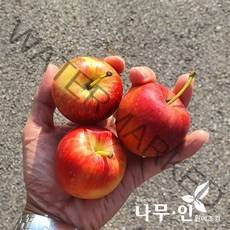 [나무인] 미니사과나무( 루비에스) 결실주 R4