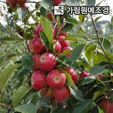 사과나무 유실수 정원수 가림원예조경, 미니사과(루비에스) R3cm 결실주