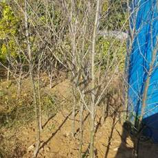 루비에스 결실주 5년생 (미니사과)