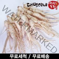 금산인삼 오쿠용 1회분 세척 인삼 수삼 난발 원삼(250g), 1개, 난발 10-25뿌리(250g)