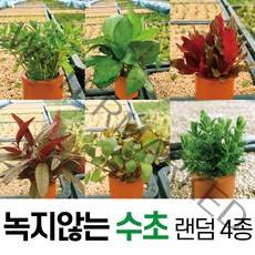 일산수족관 녹지않는 수초 랜덤4종 1세트