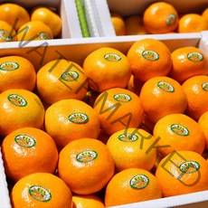 과일특공대 프리미엄 제주 명품 불로초 감귤, 제주불로초감귤 3kg(31~49과)/보자기포장