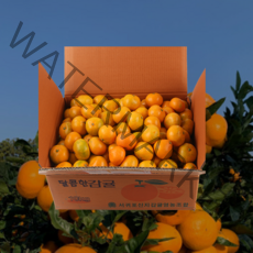 제주직송 첫 수확 서귀포 고당도 햇 감귤 로얄과 1박스 10KG
