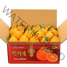 깨비농원 제주 한라봉, 1box, 한라봉 4.5kg 소과(21-30과)