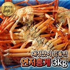 [산지직송] 구룡포 제철 홍게 자숙 연지홍게 (A급/실속형) 수율좋은 선주직송, 1. 실속형 연지홍게 3kg (자숙찜 10~13미)