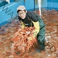 청춘홍게 일반 고급 3kg 5kg, 고급 자숙(찐상태), 1개