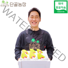 깍아서 찍어 먹는 새콤새콤 태국 그린망고 1.5kg 3kg 5kg, 1.5kg / 6수내외