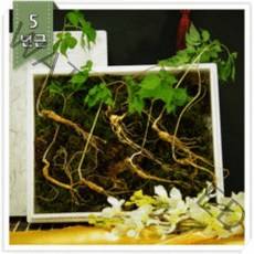 산양산삼 산삼세트 산삼의효능 산삼파는곳 산양삼5년근 산삼초 산삼구입 체력보약