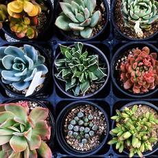 언제나봄 다육 식물 2천원(지름8cm)5종류 랜덤발송, 큰거(2천원) 5종류 랜덤발송