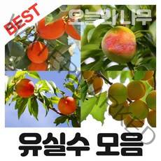 [오늘의 나무] 합리적 가격의 다양한 과실수 묘목 판매(대추 감 사과 살구 무화과 자두 복숭아 밤나무등등), 태추단감 접목묘 상묘