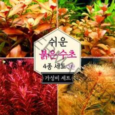 [미초] 키우기 쉬운 붉은 수초 4종 초보수초세트 [3탄] (다이아몬드/오발리스/블러드레드/밀리오필름) / 초보자용 수초 / 수초 세트 / 구피 수초