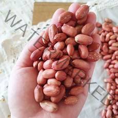 [산지직송] 좋은물과 흙이 만들어낸 땅콩! 22년 여주 햇 볶음 땅콩 1kg, 1개