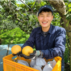 (배 농사만 30년 ) 하동배 원황배 추황배 못난이 배 화산배 신고배 신화배 먹골배 성환배, 특대 (8-10과)