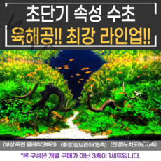 [비바소녀] 부상+중경+전경 3종(28촉)을 한 번에 세팅!! 초보수초 구피 새우 어항수초