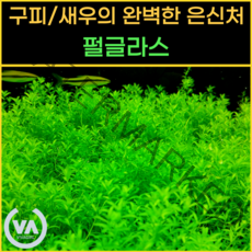 [비바소녀] 구피 새우의 완벽한 은신처 펄글라스(20촉) 초보수초 레이아웃 미니어항