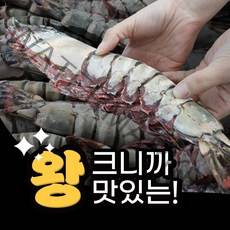 자연산 킹타이거 새우 1마리 최대 400g, S.킹타이거 1미 230-289g 31cm내외