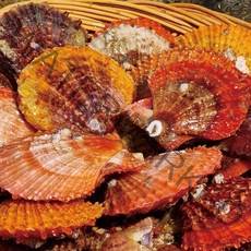 통영 비단가리비 1kg, 단품없음