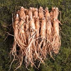 금산인삼 수삼 원수삼 대 무료세척 1채750g 10~13뿌리, 무료세척(약50g감량), 1채